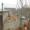 Galvanized Steel Welded Wire Mesh for Chicken Cages